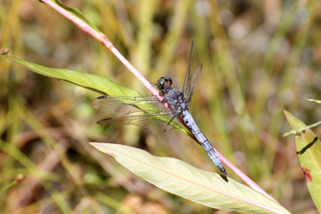 Orthetrum coerulescens?  S, maschio